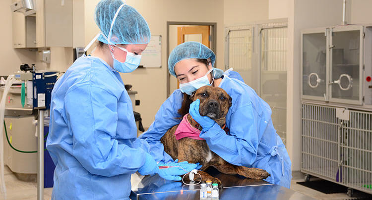 Veterinary Oncology services at Locust Valley Veterinary Clinic, NY