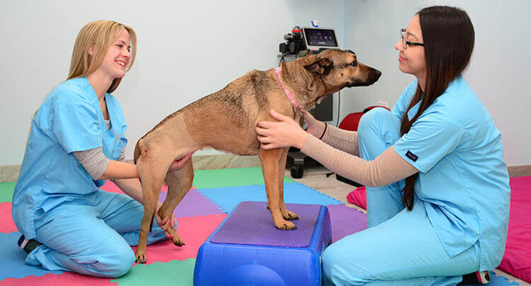 Pet Rehabilitation Services at Locust Valley Veterinary Clinic