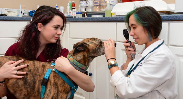 Ophthalmology Services at Locust Valley Veterinary Clinic