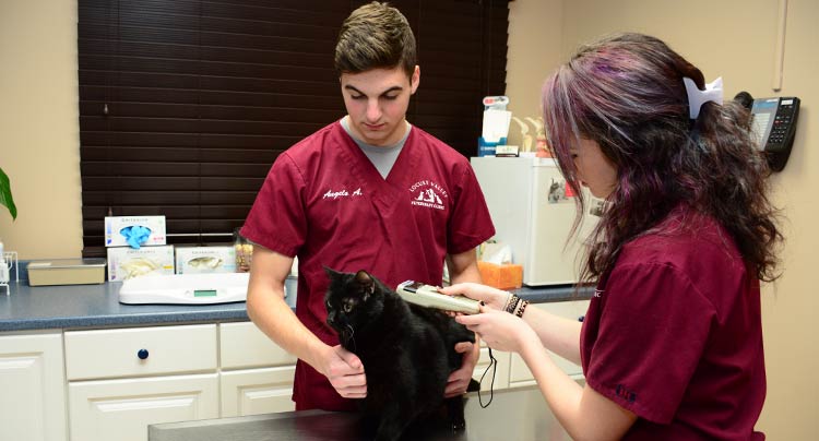 Pet Microchipping at Locust Valley Veterinary Clinic